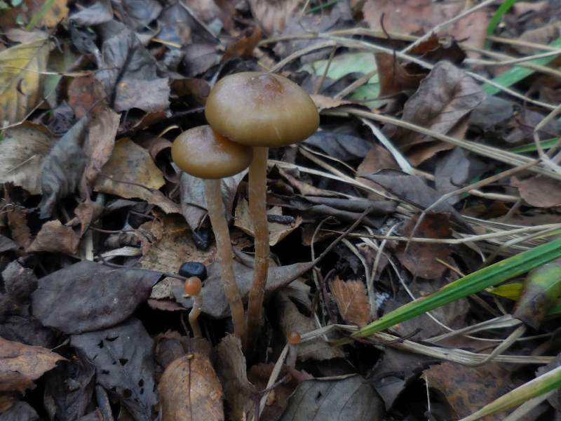 Phaeonematoloma myosotis (door Marian Jagers)