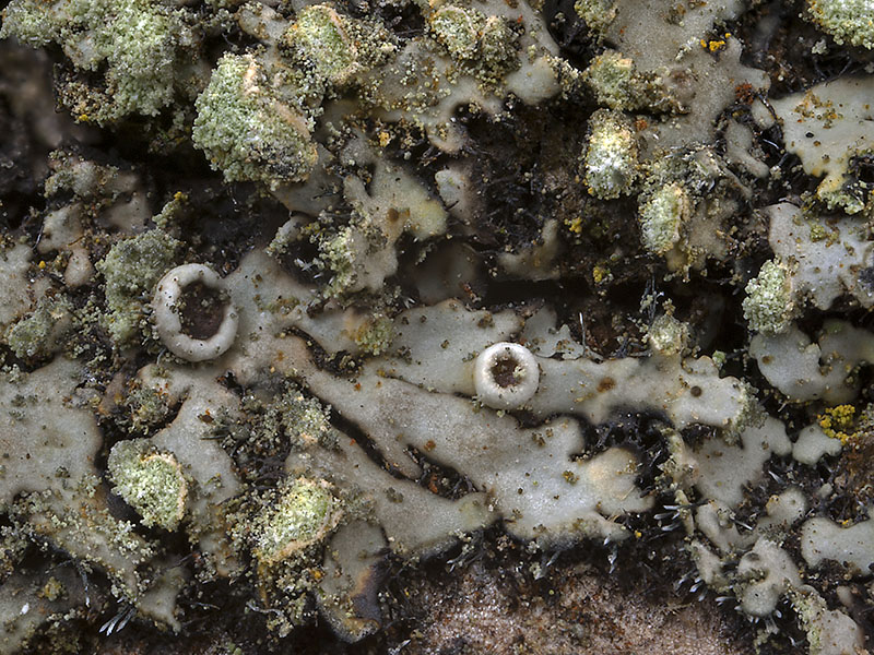 Phaeophyscia endophoenicea (door Bart Horvers)