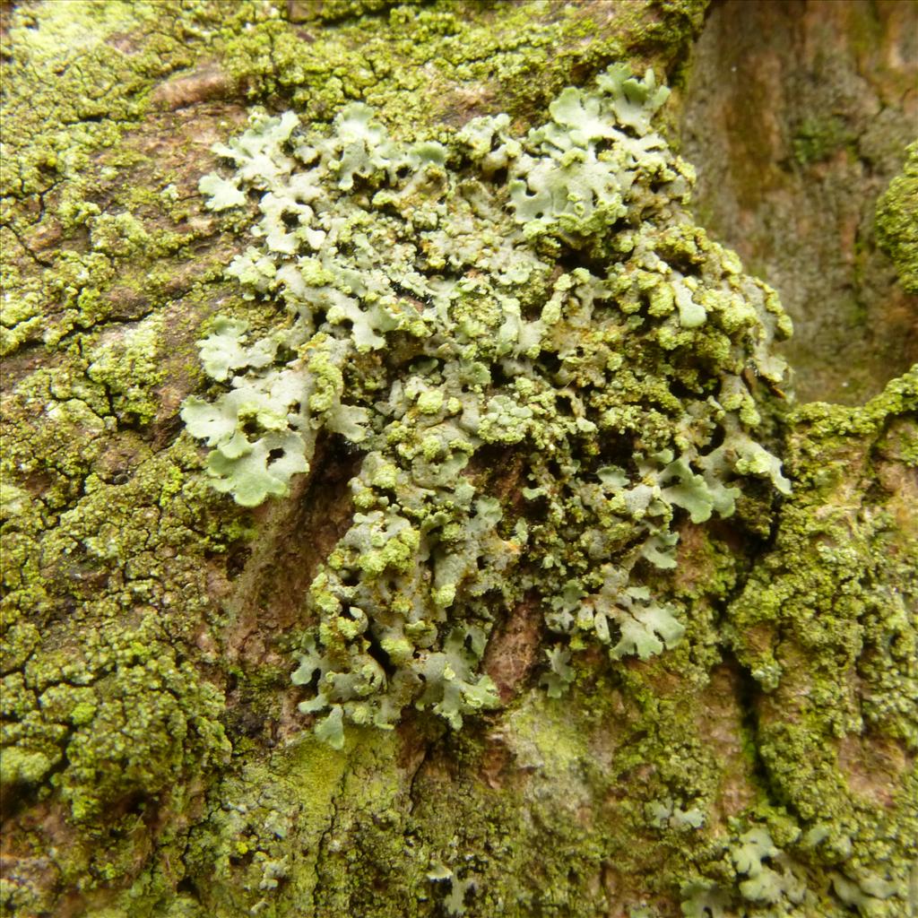 Phaeophyscia endophoenicea (door Klaas van Dort)