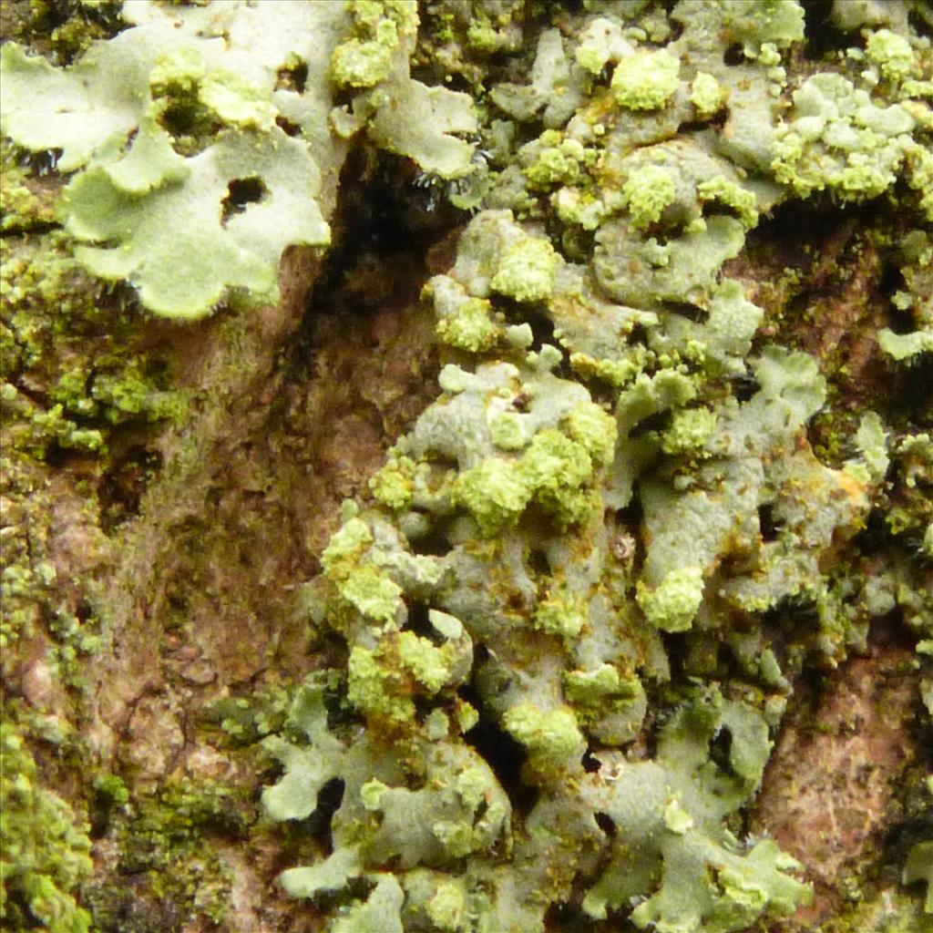 Phaeophyscia endophoenicea (door Klaas van Dort)