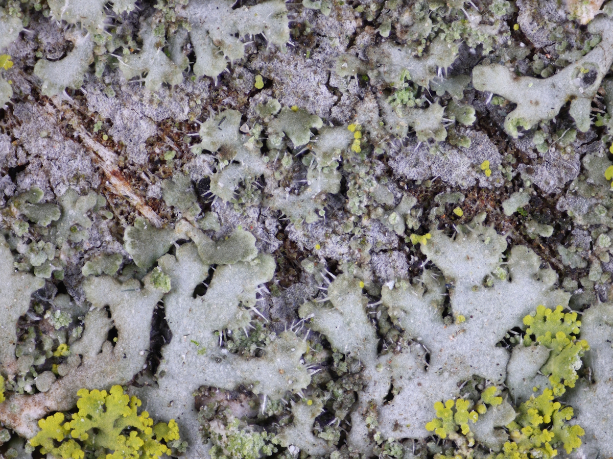 Phaeophyscia hirsuta (door Harold Timans)
