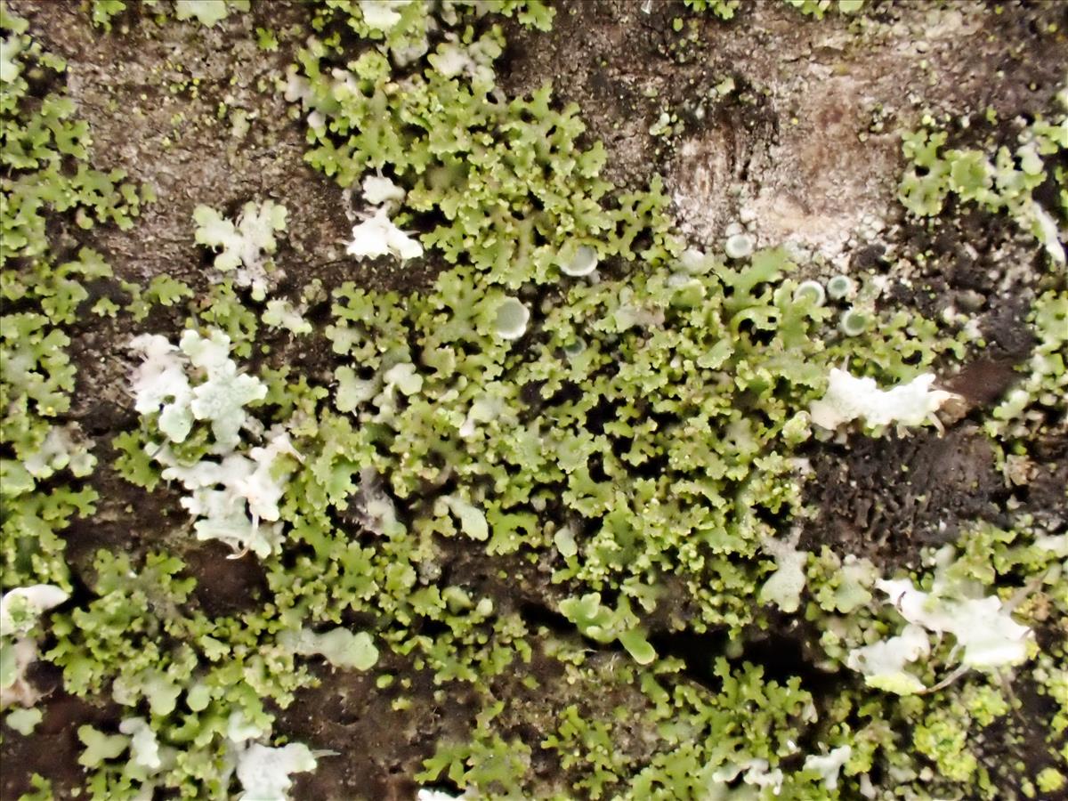 Phaeophyscia nigricans (door Arne van Wingerden)