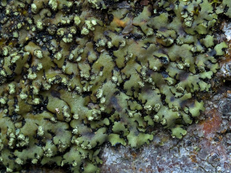 Phaeophyscia endophoenicea (door Bart Horvers)