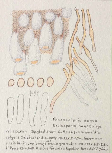 Phaeosolenia densa (door Bernhard de Vries)