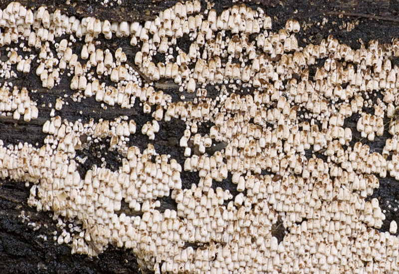 Phaeosolenia densa (door Nico Dam)