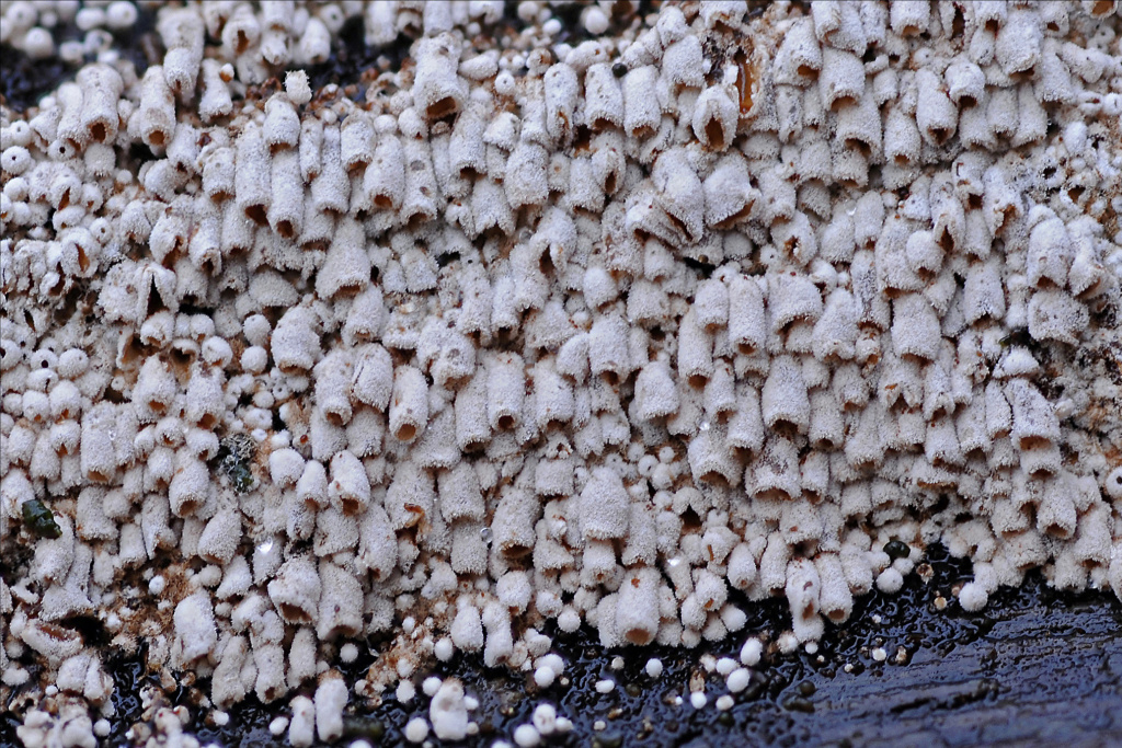 Phaeosolenia densa (door Henk Huijser)