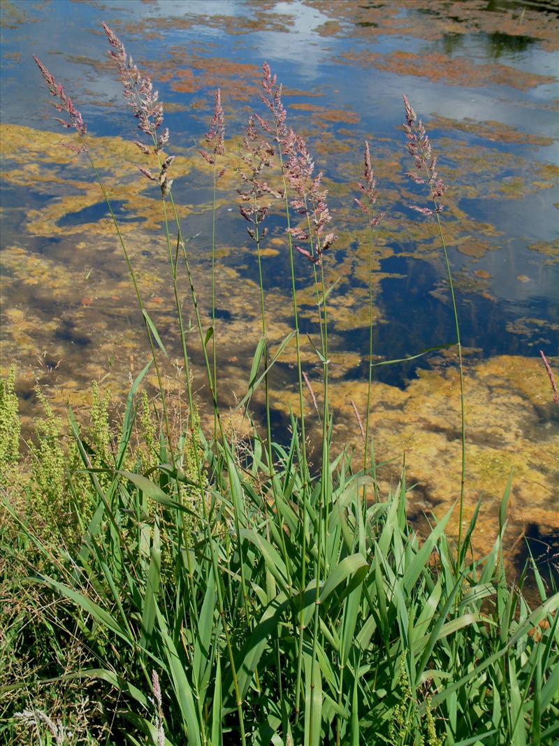 Phalaris arundinacea (door Adrie van Heerden)