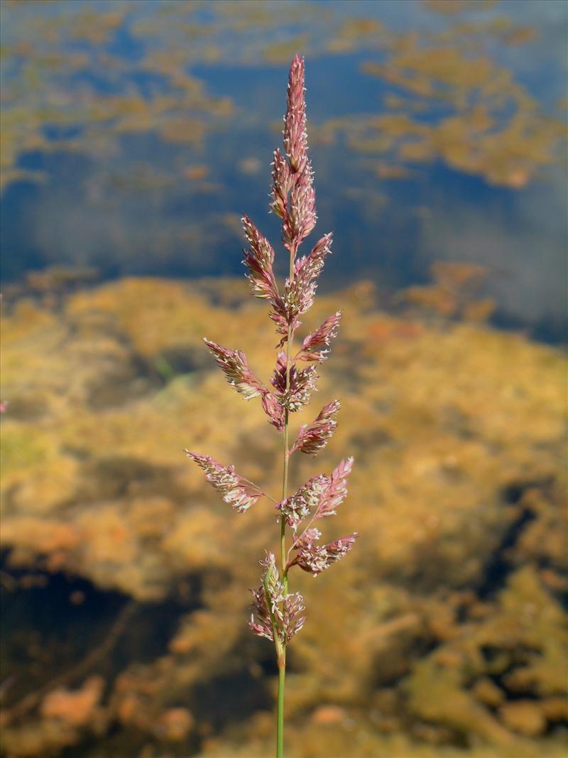 Phalaris arundinacea (door Adrie van Heerden)