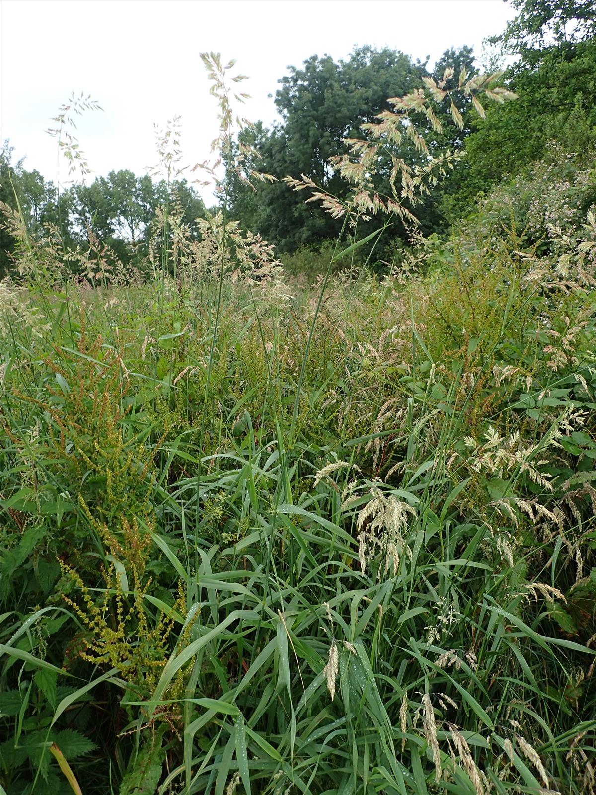 Phalaris arundinacea (door Adrie van Heerden)