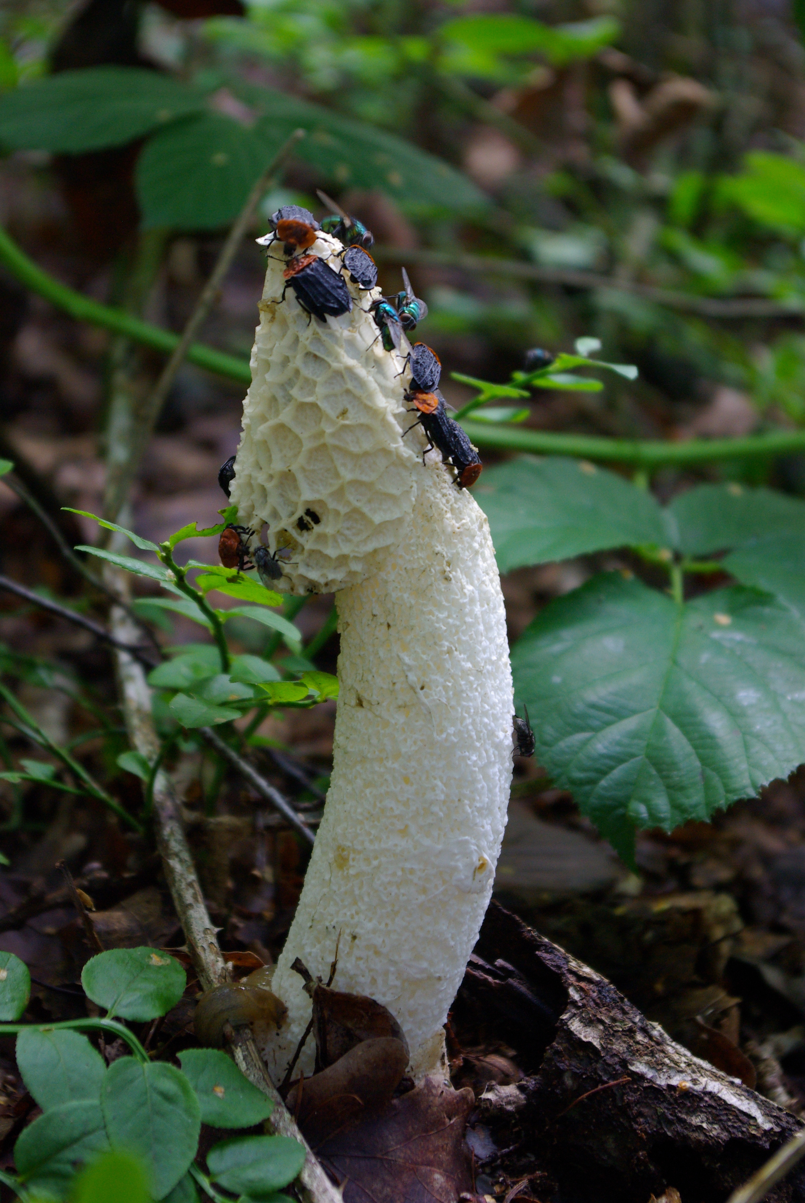 Phallus impudicus (door Jan Hengstmengel)