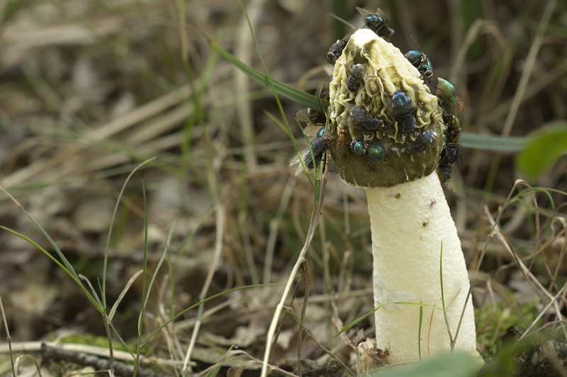 Phallus impudicus var. impudicus (door Menno Boomsluiter)