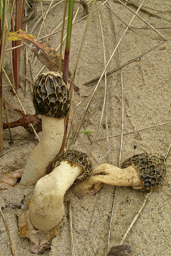 Phallus hadriani (door Henk Huijser)