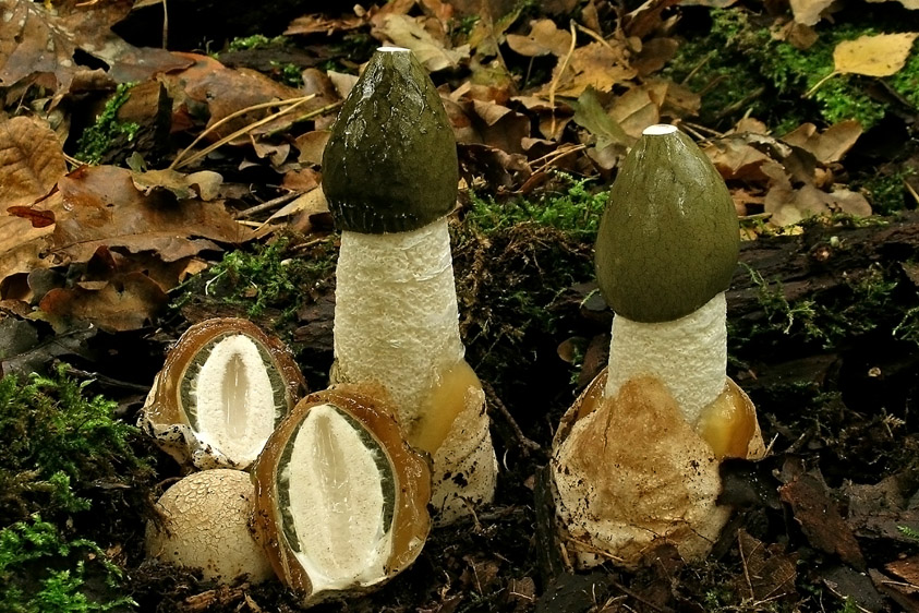 Phallus impudicus var. impudicus (door Henk Huijser)