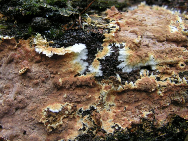 Phanerochaete filamentosa (door Marian Jagers)