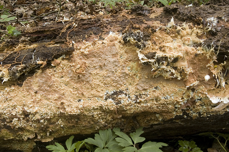 Phanerochaete filamentosa (door Nico Dam)