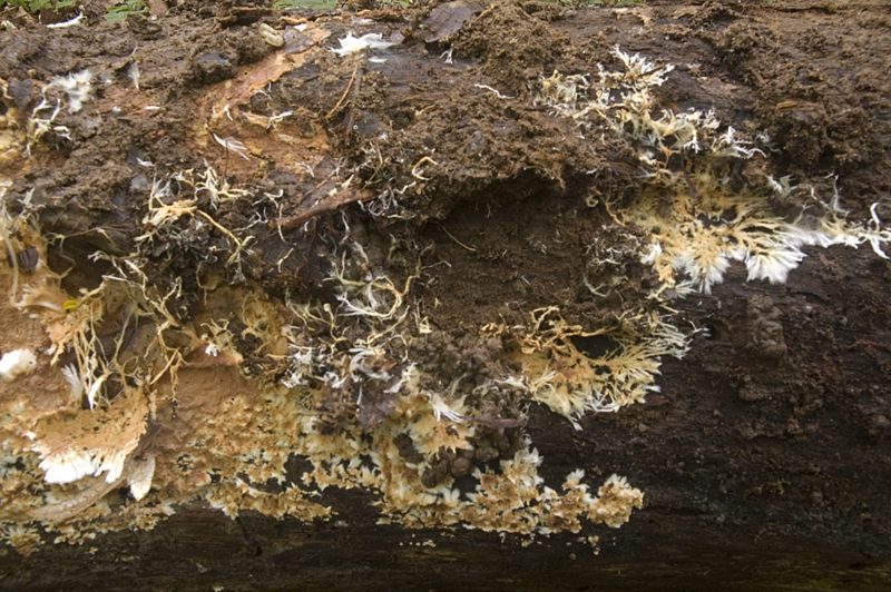 Phanerochaete filamentosa (door Nico Dam)