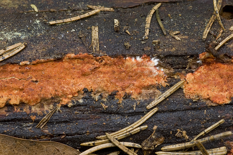 Phanerochaete sanguinea (door Nico Dam)