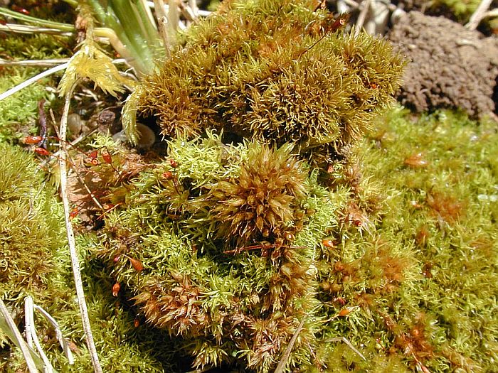 Phascum cuspidatum (door Michael Lueth (www.milueth.de))