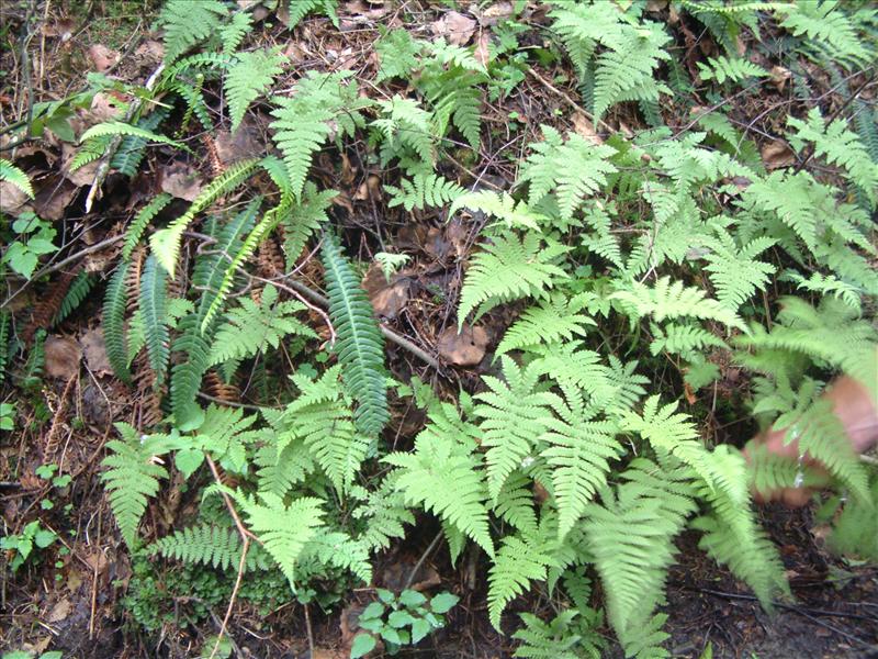 Phegopteris connectilis (door Adrie van Heerden)