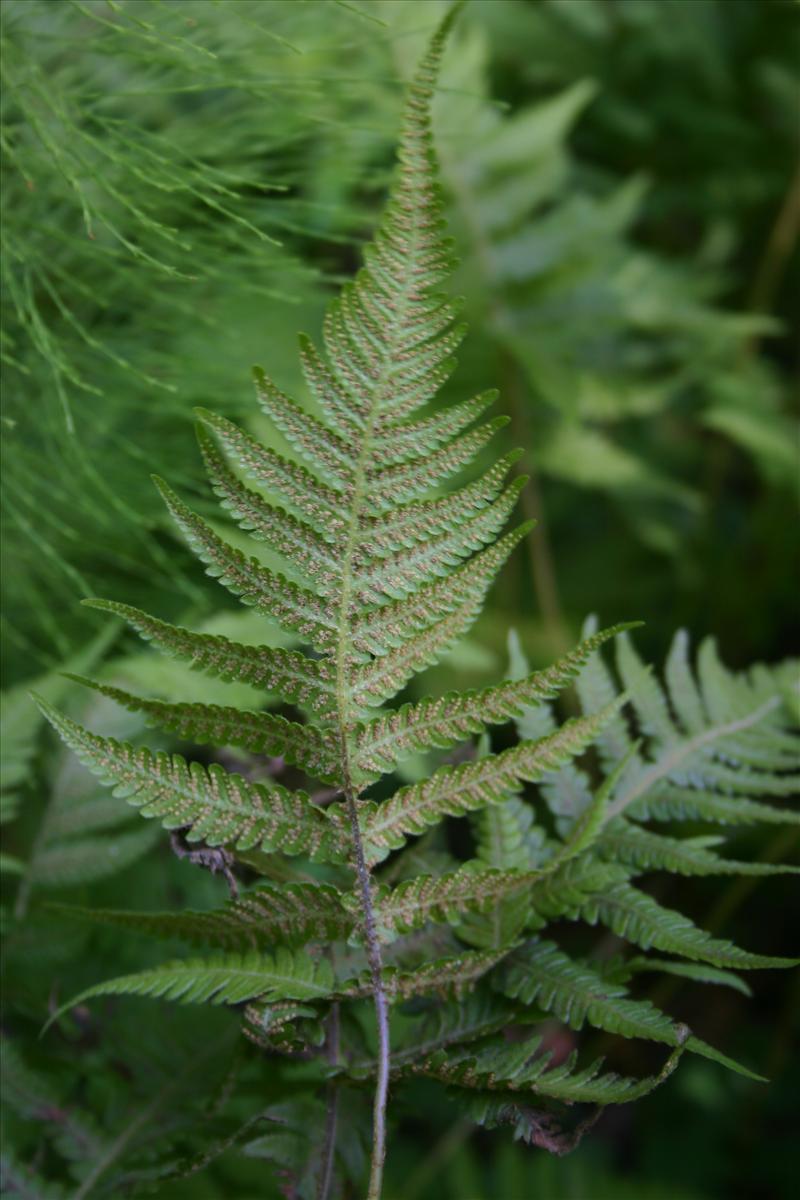 Phegopteris connectilis (door Niels Jeurink)