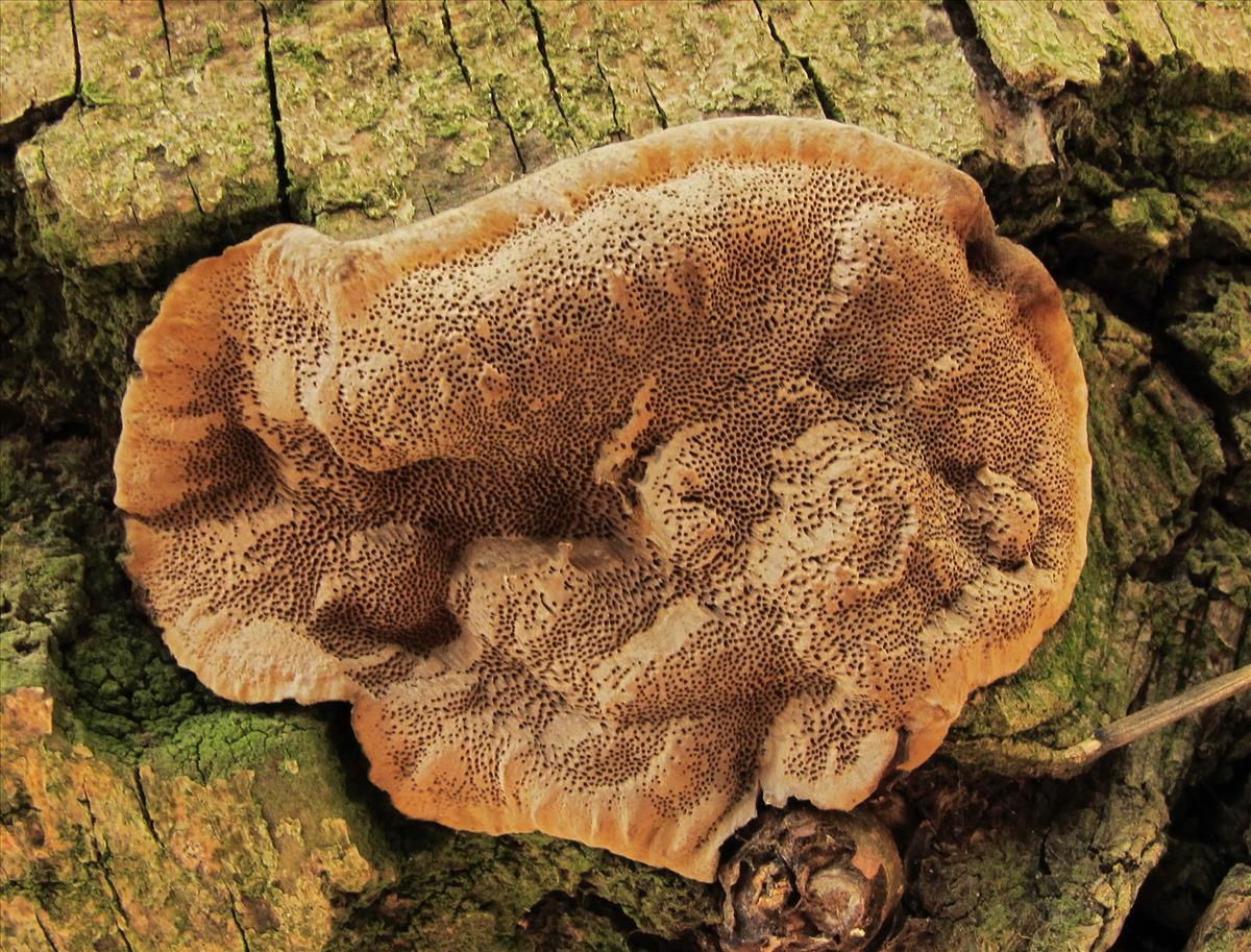 Phellinus conchatus (door Eduard Osieck)