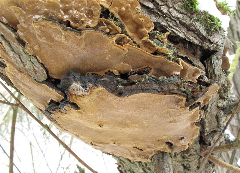 Phellinus conchatus (door Eduard Osieck)