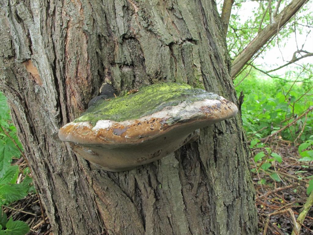 Phellinus igniarius var. igniarius (door Eduard Osieck)