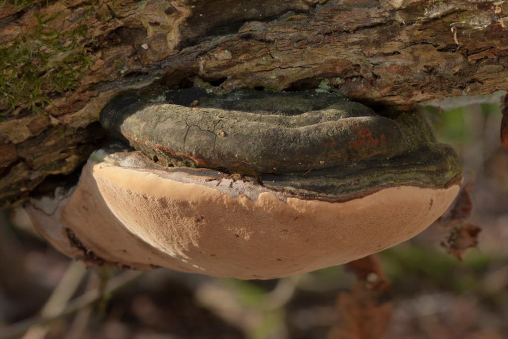 Phellinus igniarius var. igniarius (door Aldert Gutter)