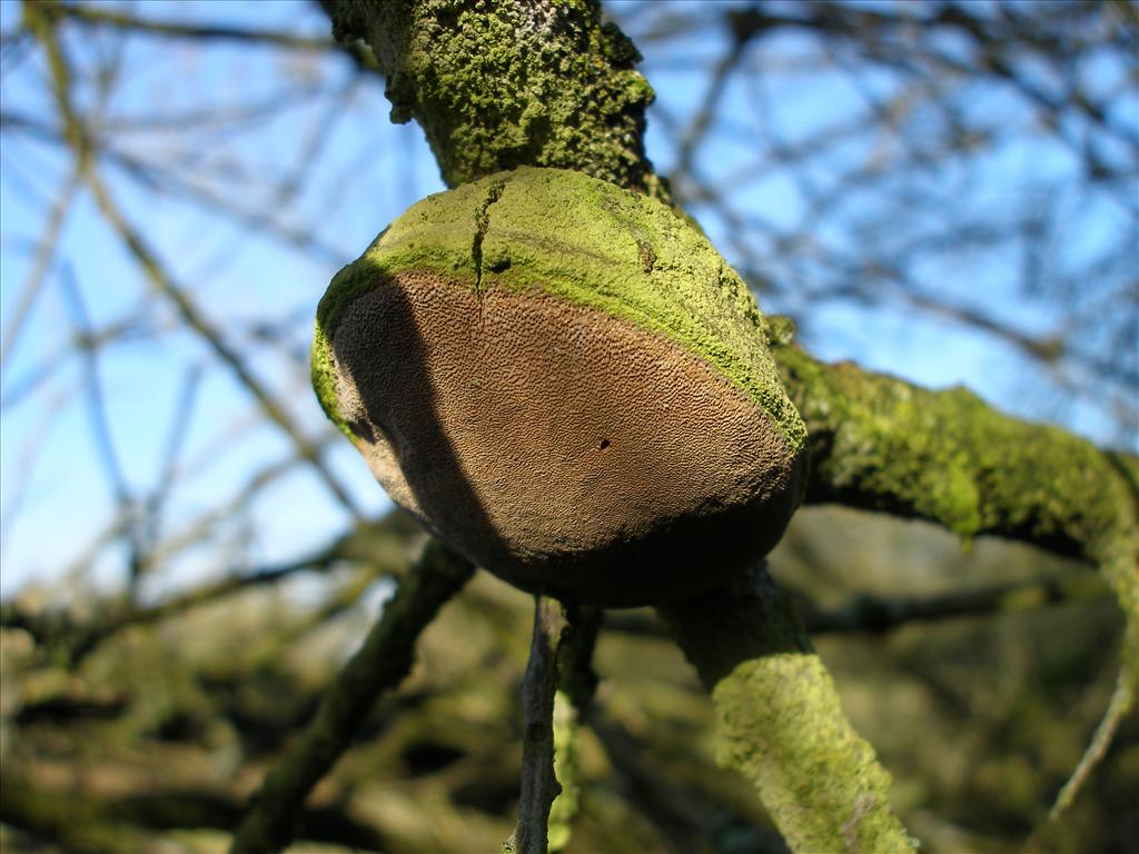 Fomitiporia hippophaëicola (door Piet Bremer )