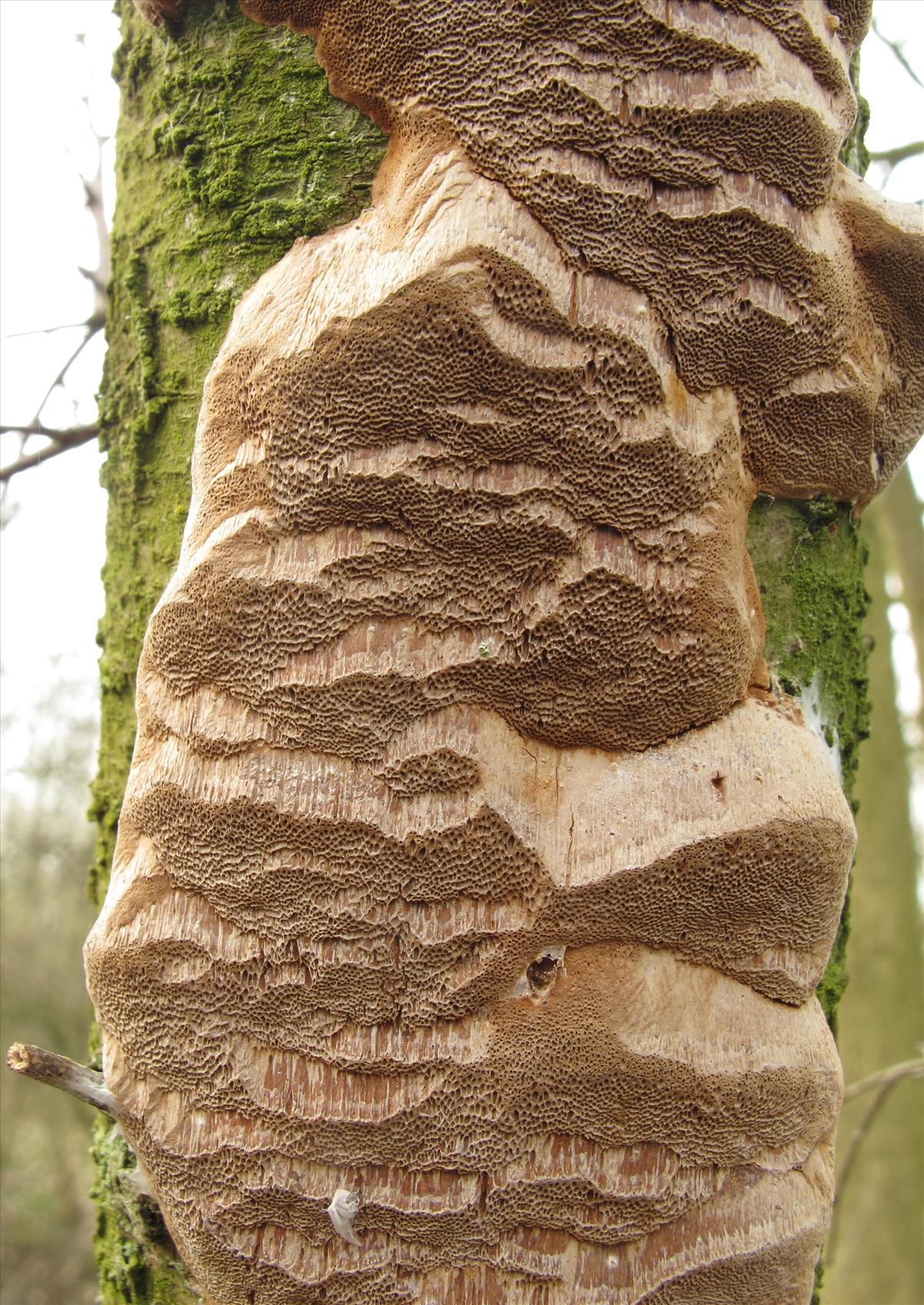 Phellinus tuberculosus (door Eduard Osieck)