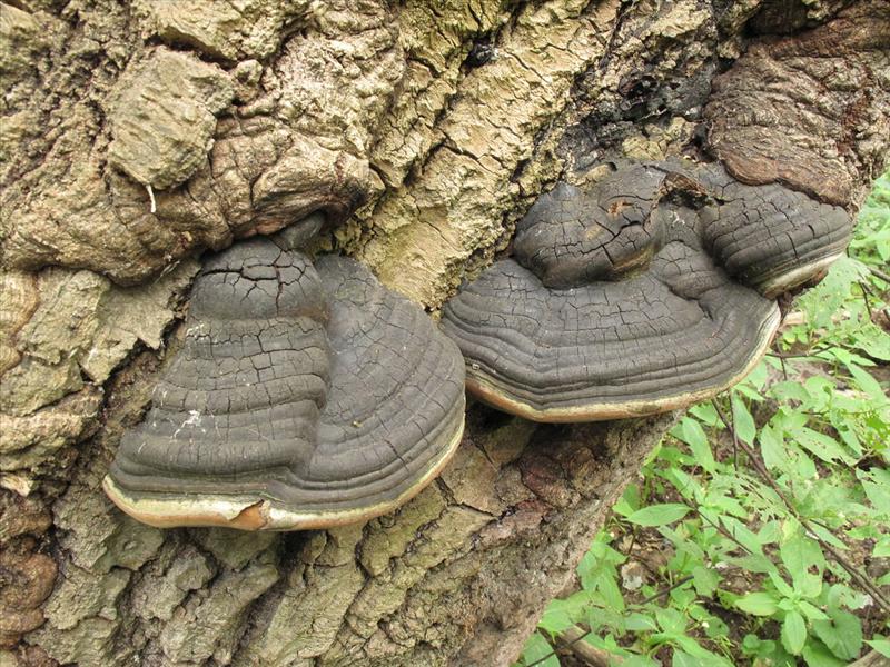 Phellinus populicola (door Eduard Osieck)