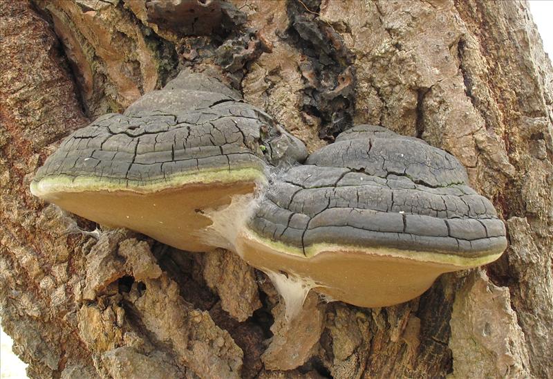 Phellinus populicola (door Eduard Osieck)