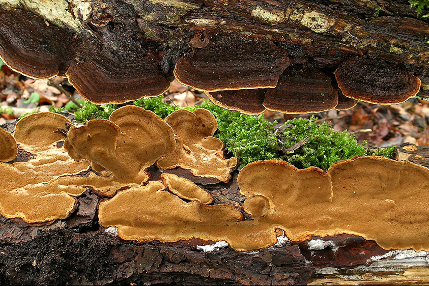 Phellinus conchatus (door Henk Huijser)