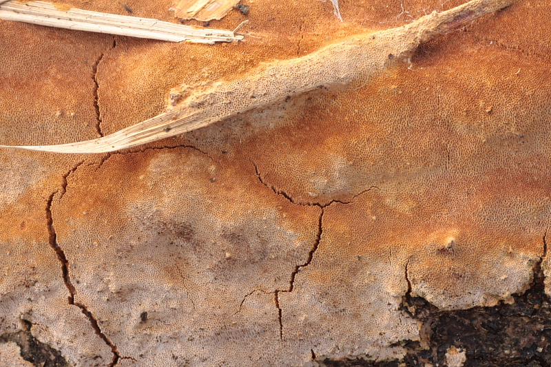 Fuscoporia ferrea (door Aldert Gutter)