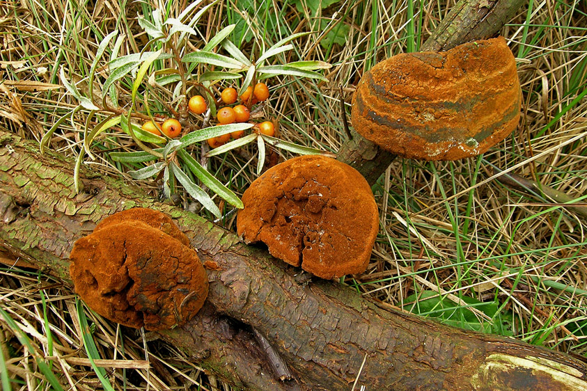 Fomitiporia hippophaëicola (door Henk Huijser)