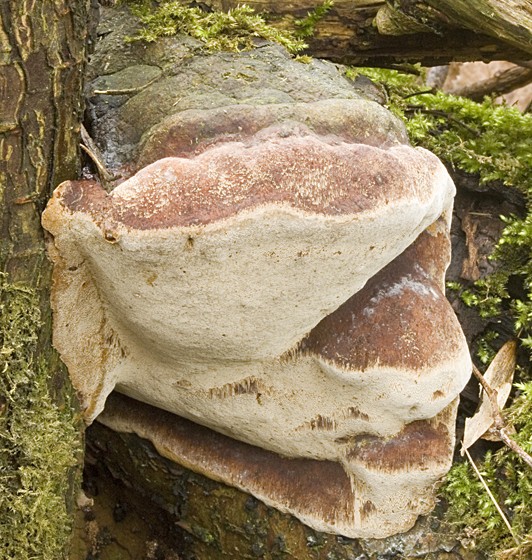 Phellinus igniarius var. igniarius (door Nico Dam)