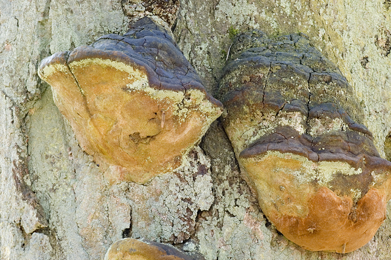 Fomitiporia robusta (door Nico Dam)