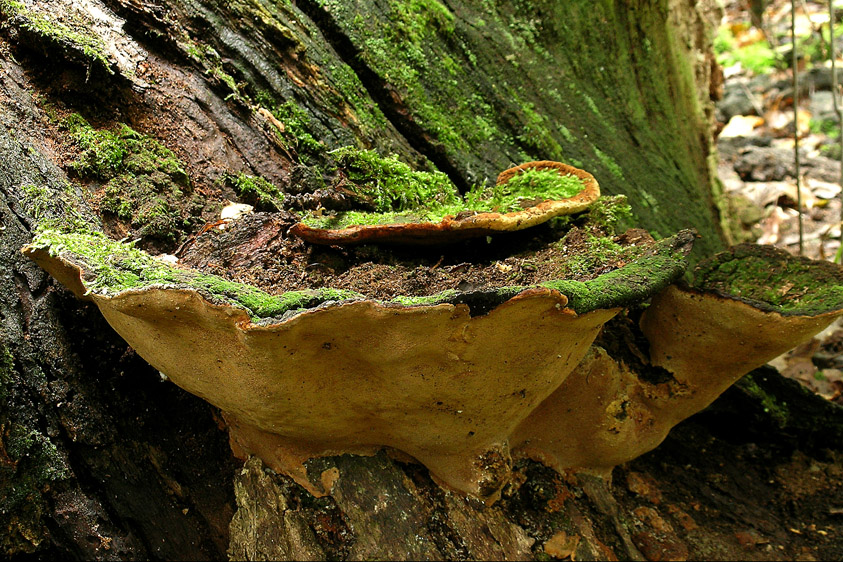 Fuscoporia torulosa (door Henk Huijser)