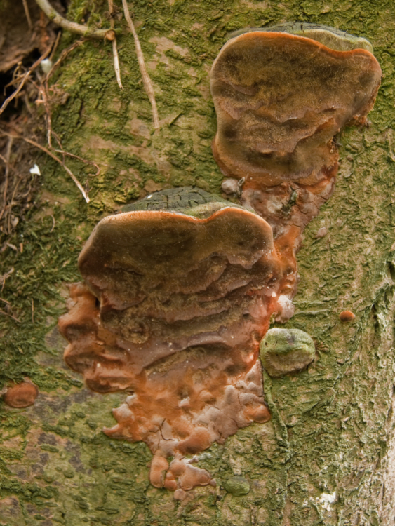 Phellinus tuberculosus (door Aldert Gutter)