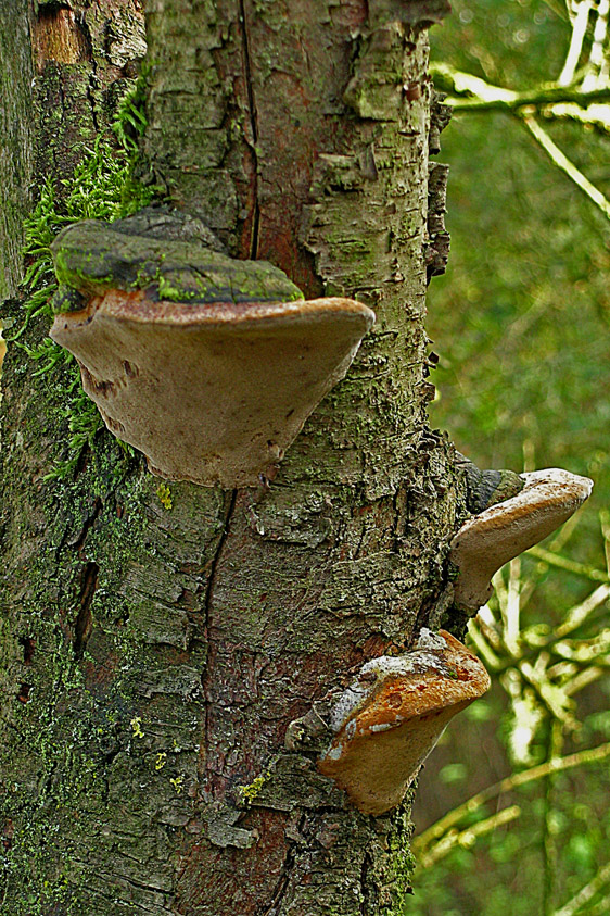 Phellinus tuberculosus (door Henk Huijser)