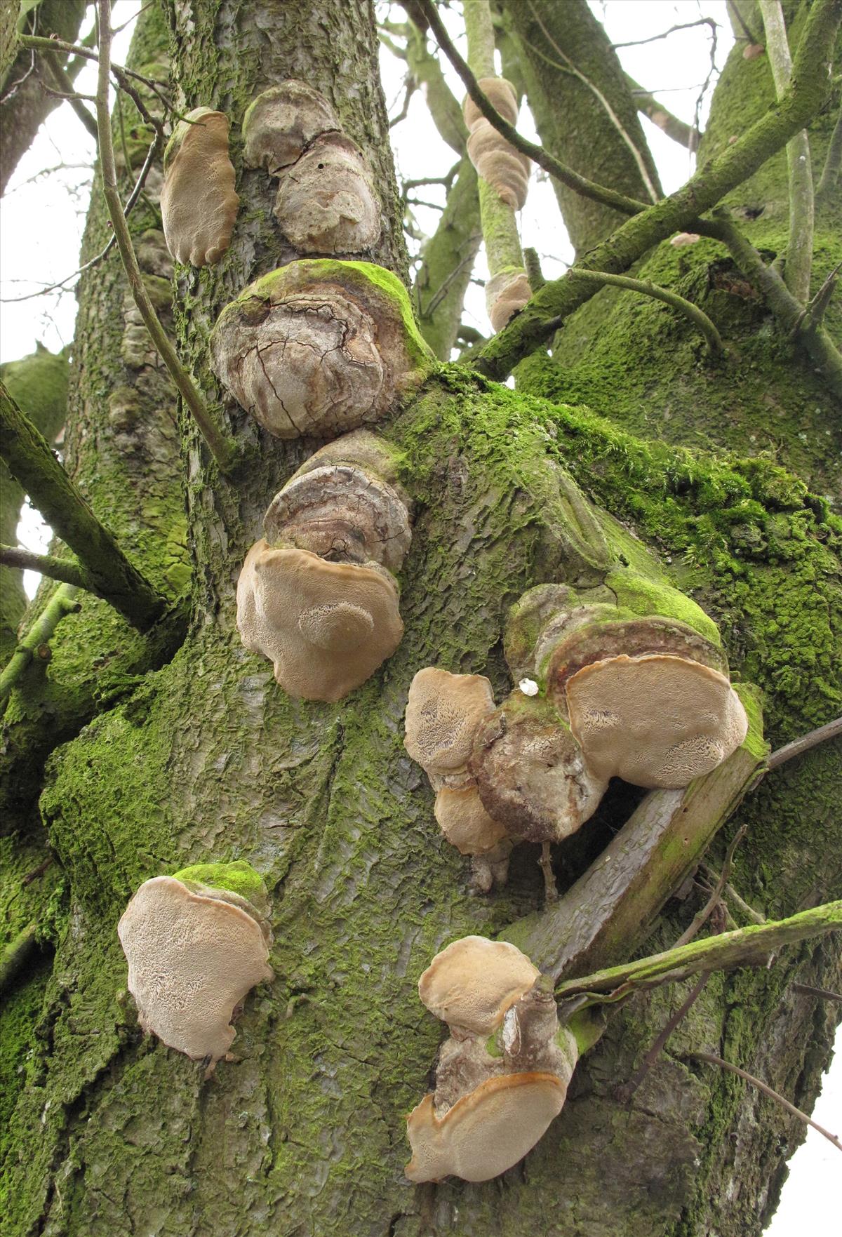 Phellinus tuberculosus (door Eduard Osieck)