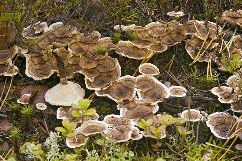 Phellodon tomentosus (door Nico Dam)