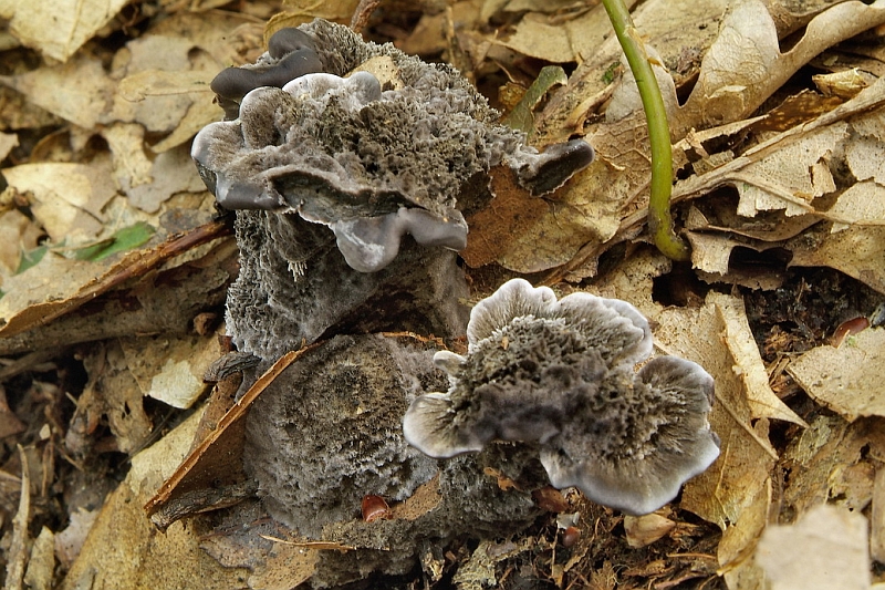 Phellodon niger (door Marjon van der Vegte)