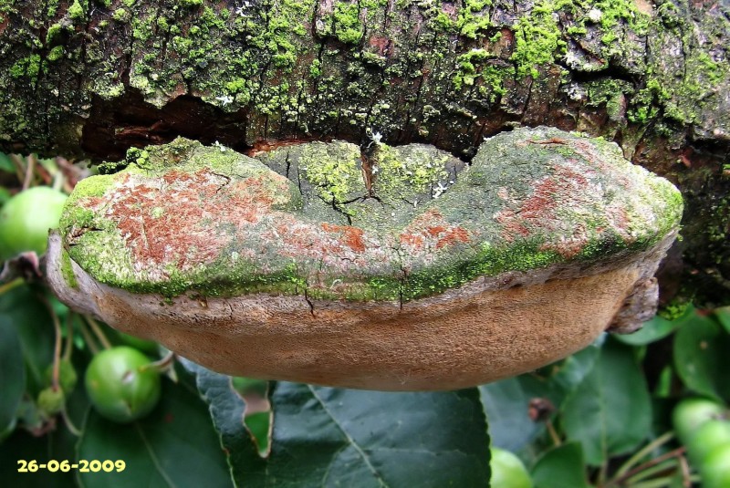 Phellinus tuberculosus (door Gio van Bernebeek)