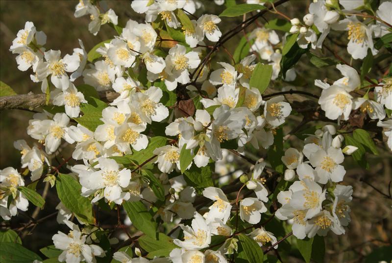 Philadelphus coronarius (door Adrie van Heerden)