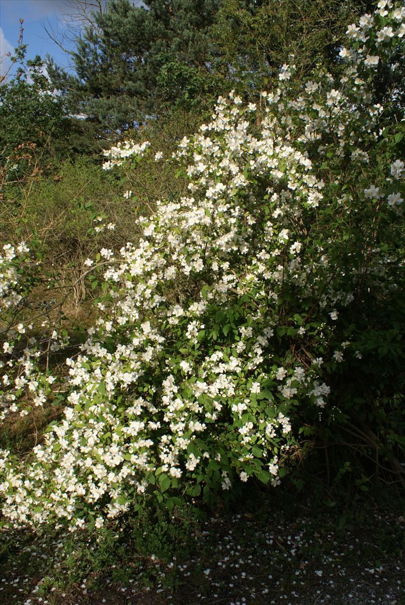 Philadelphus coronarius (door Adrie van Heerden)