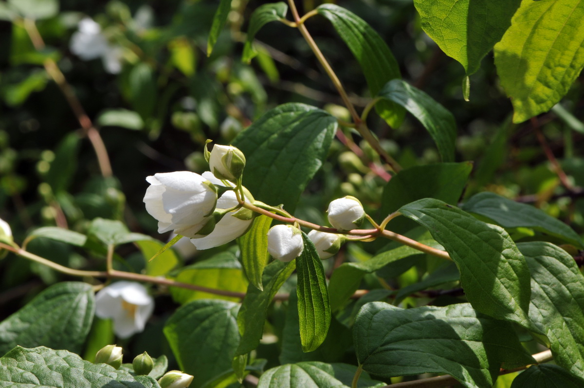 Philadelphus coronarius (door Hans Toetenel)