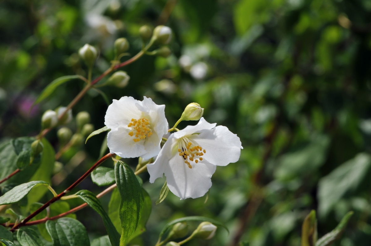 Philadelphus coronarius (door Hans Toetenel)