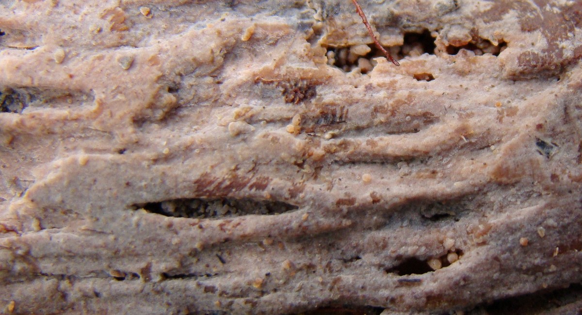 Phlebiella pseudotsugae (door Hermien Wassink)