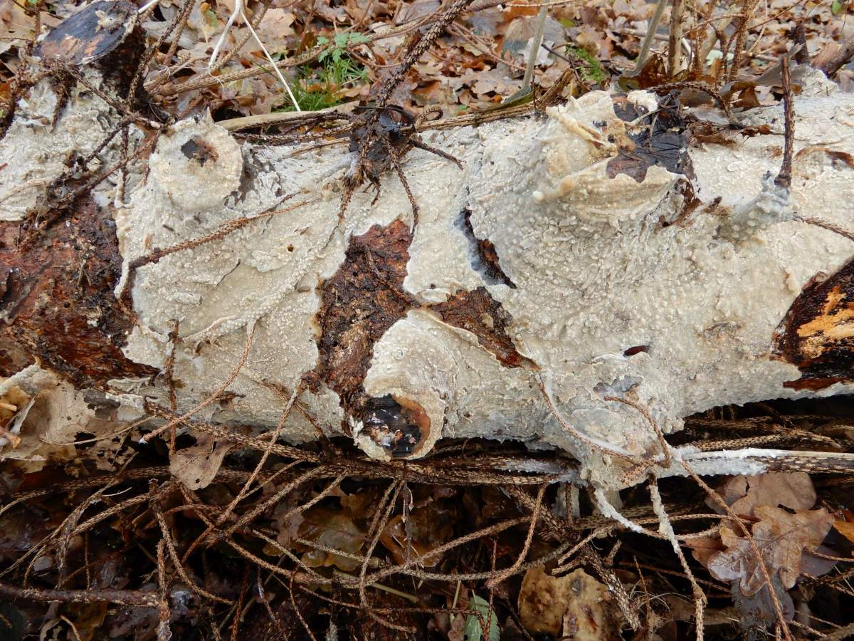 Phlebiopsis gigantea (door Marian Jagers)